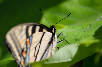 Close-up of butterfly on leaf