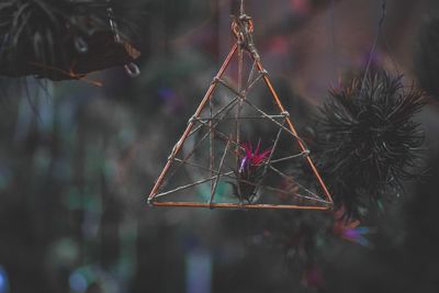 Close-up of spider web hanging on tree