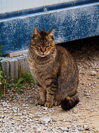 Portrait of cat sitting outdoors