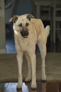 Portrait of dog standing at home