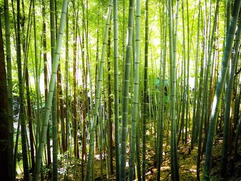 Bamboo trees in forest