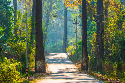 Road amidst trees in forest