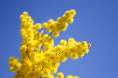 Low angle view of yellow flowering plant against blue sky