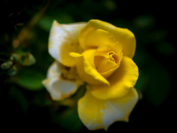 Close-up of yellow rose blooming outdoors