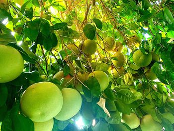 Low angle view of fruits growing on tree