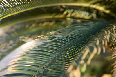 Green palm leaves, natural background.