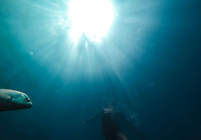 Low angle view of fish swimming in sea