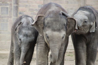 Elephant drinking water