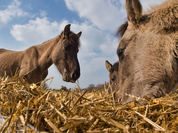 Horses in a field