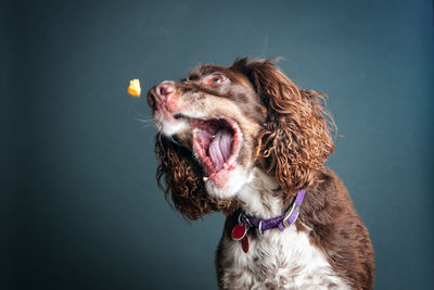 Studio shot of dog catching food mid-air