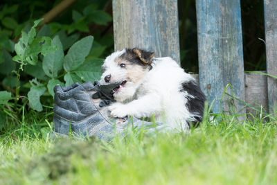 Dog in grass