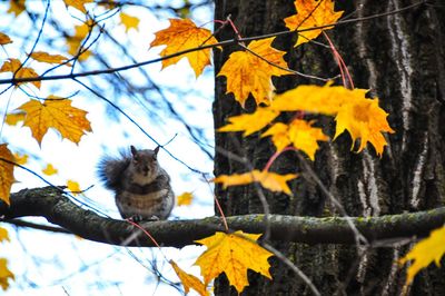 Low angle view of cat on tree