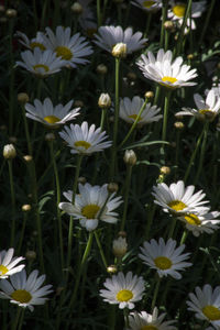 Close-up of white flowers blooming outdoors