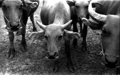 Portrait of sheep standing in farm