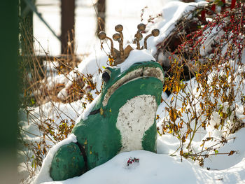 Close-up of white flower plants during winter