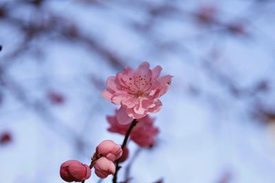 Close-up of red flower