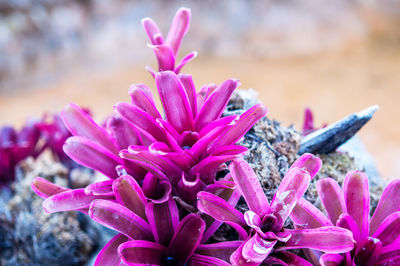 Close-up of pink succulent plant