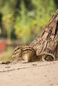 Side view of lizard resting on a field