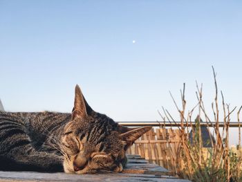 Close-up of cat sleeping against clear sky