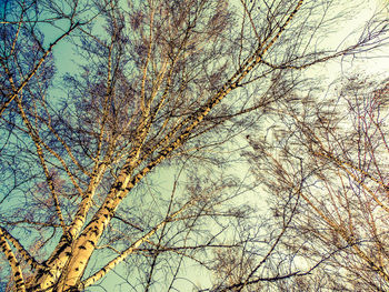 Low angle view of bird on tree against sky