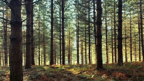 Trees in forest