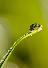 Close-up of water drop on leaf