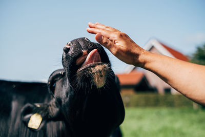 Cow licking woman's hand