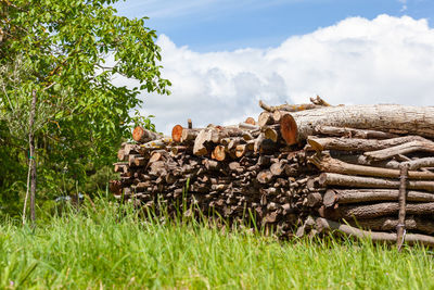 Stack of logs on field in forest