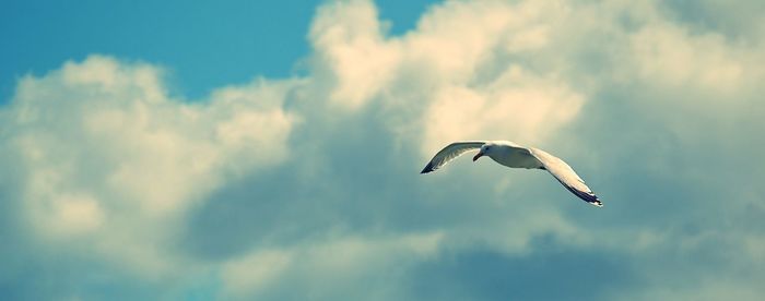 Low angle view of bird flying against sky