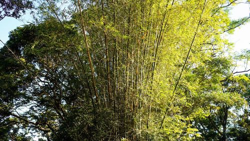 Low angle view of bamboo trees in forest