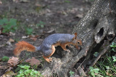 Squirrel on tree trunk