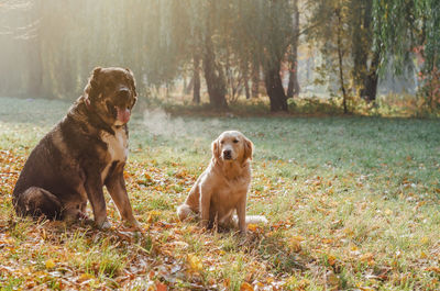 Dogs breed golden retriever and caucasian shepherd on a walk in the park.