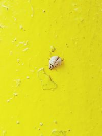 Close-up of insect on yellow leaf