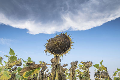 Low angle view of wilted sunflowers against sky