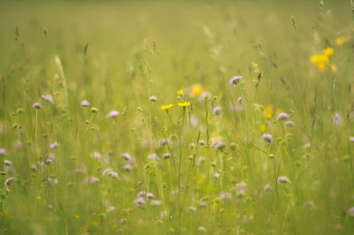 Close-up of purple flowering plants on field