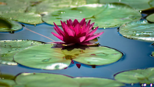 Lotus water lily in pond