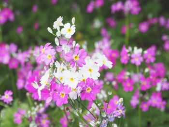 Close-up of flowers