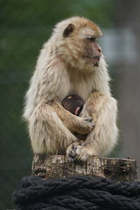 Sheep sitting on riverbank