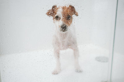 Cute wet jack russell dog standing in shower ready for bath time. selective focus on water drops 