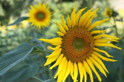 Close-up of sunflower