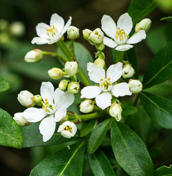 Close-up of white flowers blooming outdoors