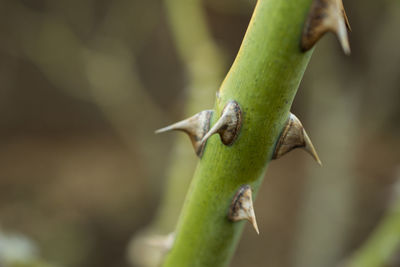 Close-up of thorns on plant