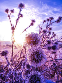 Close-up of purple flowering plants on field