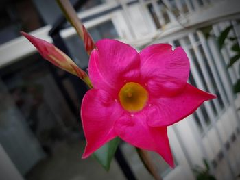 Close-up of pink flower blooming outdoors