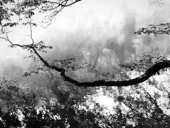 Scenic view of lake in forest