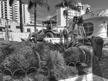 Plants by street against buildings in city