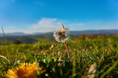 Close-up of dandelion on field against sky