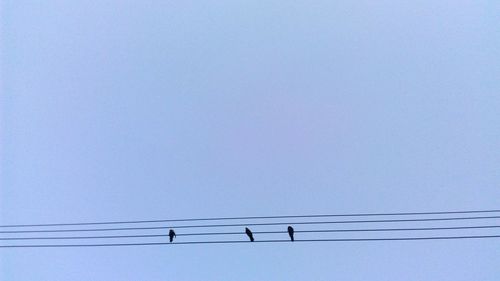 Low angle view of birds perching on cable against clear blue sky