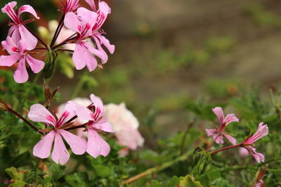 Close-up of pink flowers