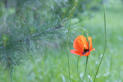 Close-up of orange poppy on field